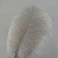 12''~14''(30~35cm) Ostrich Feathers for DIY Home Wedding, 40pcs – Natural
