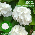 Dried Hydrangea Flower Petals, 4500Pcs – Ivory White, 100% Natural Real