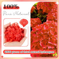 Hydrangea Petals 100% Natural Real Flower Petals, 2500 PCS – Red