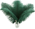 Ballinger Green Long Ostrich Feathers - 12Pcs 14-16inch Large Feathers for Tall Vase,Wedding Party Centerpieces and Holiday Home Decor